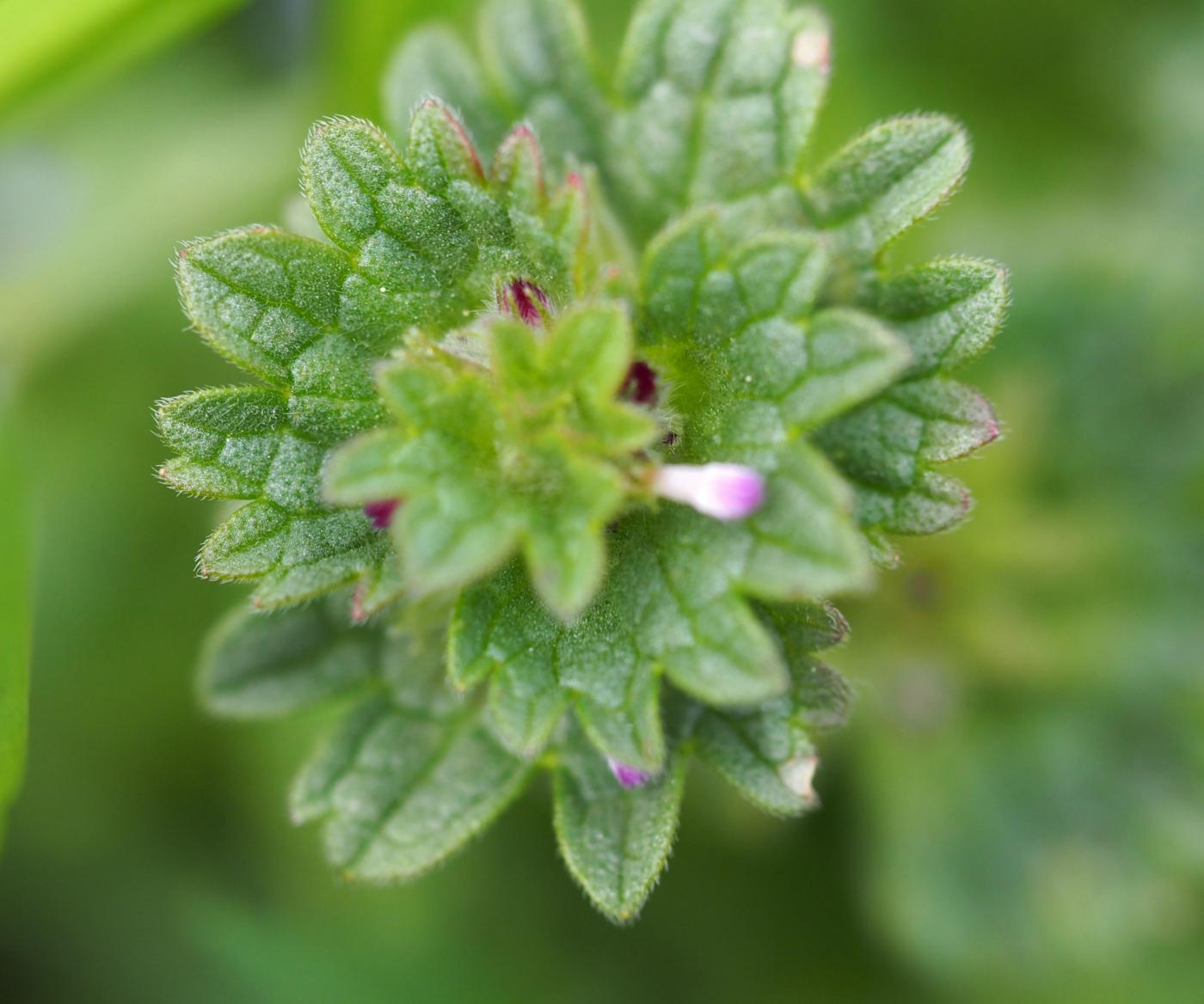 Henbit leaf